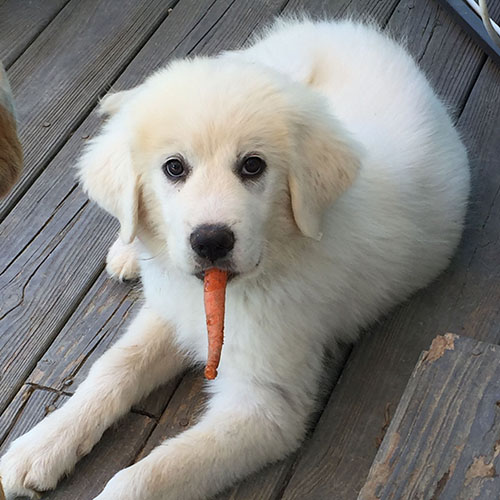 Great Pyrenees Puppy Angel