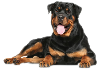 Rottie